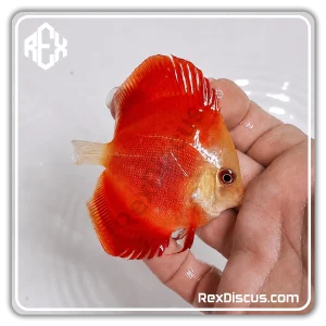 دیسکس فوجی رد (Fuji-red) (کپی)