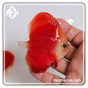 دیسکس فوجی رد (Fuji-red)